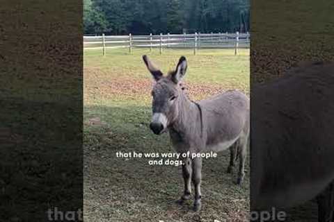 Rescue Pit Bull Finds Unlikely Best Friend in a Donkey | The Dodo