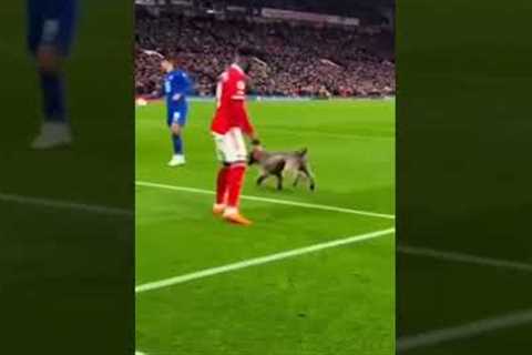 Dog Fires the Perfect Pass! 🐕⚽🔥 #football #soccer #funnymoments