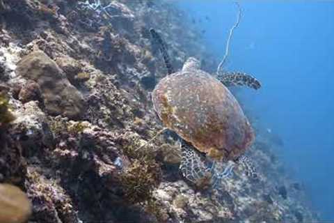 Underwater Paradise | Scuba Diving in the Maldives 🪸
