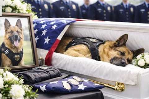 Retired K 9 Bety's Final Walk |  top best dog training techniques !