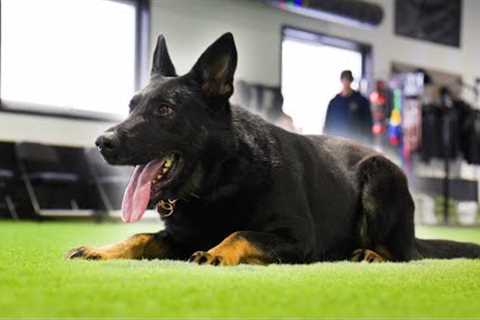 K9 Kylian - Your next Champion and Protector 🏆