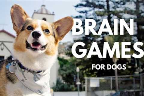 Simple Mental Stimulation Exercises For Dogs