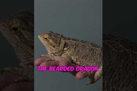 The five best reptiles for beginners. #reptiles #beardeddragon #leopardgecko #cornsnake