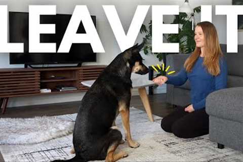 How to Train Your Dog to LEAVE IT: Complete Beginner's Guide