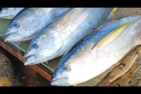 The Story of Fresh Tuna: From Fisherman to Market, cut by experts, ends up on the Dinner Table.