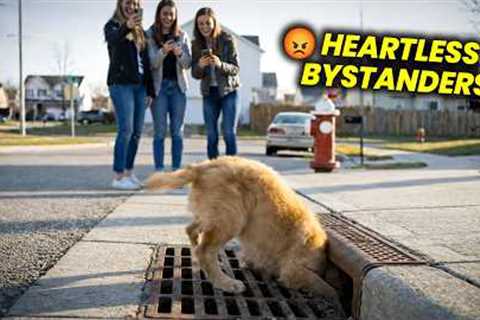 This Puppy’s Head Got Stuck in a Storm Drain 💔 What Happened Next Is Heartbreaking