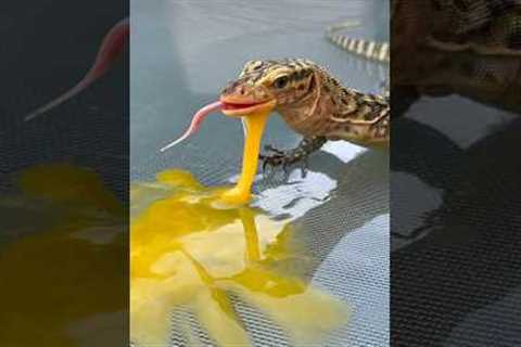 Lizard Eats Egg!🦎🥚#quincemonitor #lizard #lizards #reptile #reptiles #animal #animals #egg #fyp