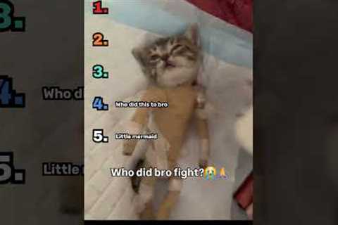 Ranking Best Cat Videos Part 3!  #funny #cat  #cute