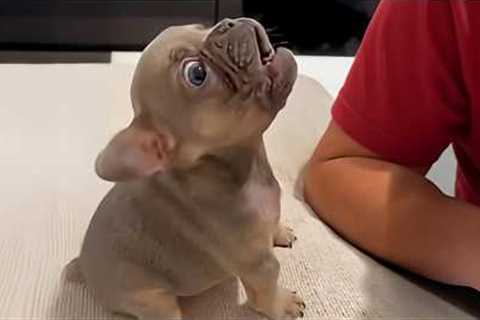 Cute PUPPIES Caught Being Absolutely RIDICULOUS! 🤣 Funny Animals Video