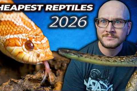 Top 5 CHEAPEST Reptiles in 2026