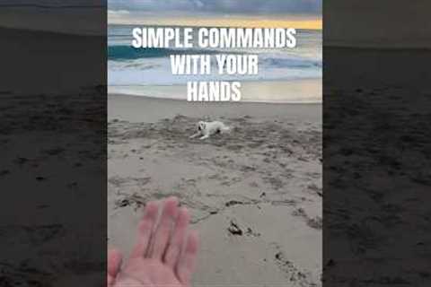 Simple commands for your dog #training #dogvideos #funny #cutedog #puppies