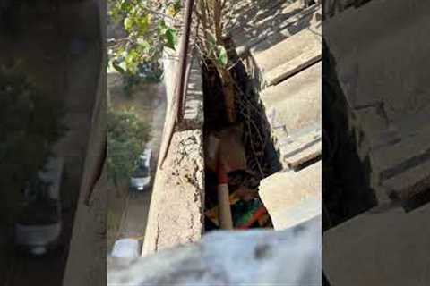 Dangerous ROOF leak fixed by REMOVING this hidden tree 🤔