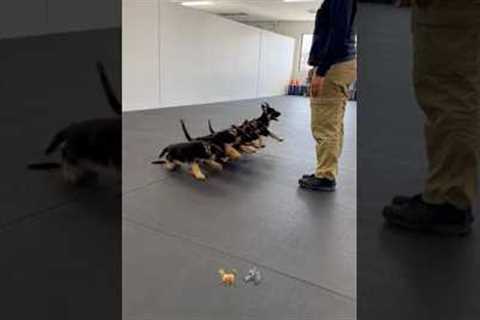 German shepherd k9 puppies training #k9 #k9training #germanshepherd #dog #dogshorts #fypシ #trending