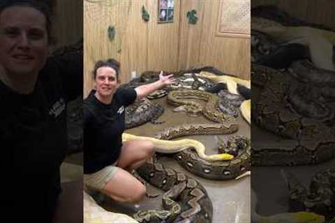 What’s in the secret snake room?😮