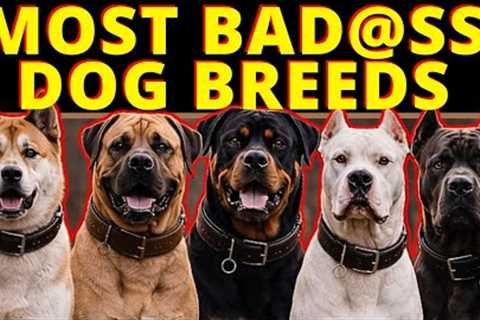 A Professional Dog Trainer's Top 5 Most Intimidating Dog Breeds