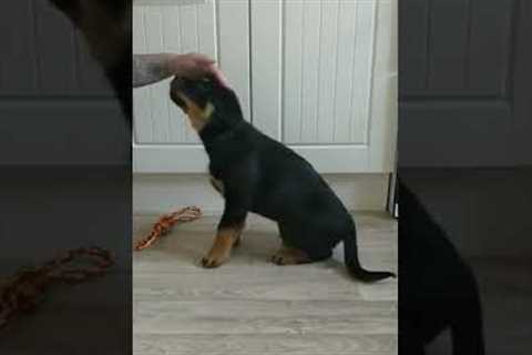 Puppy training at 8 weeks old