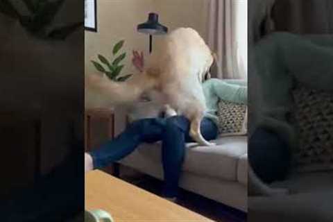 Unexpected Puppy Tricks That Will Melt Your Heart #funny #pets #cute