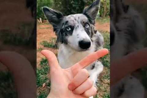 15 Easy Dog Tricks For beginners You Need To Try!😲💪