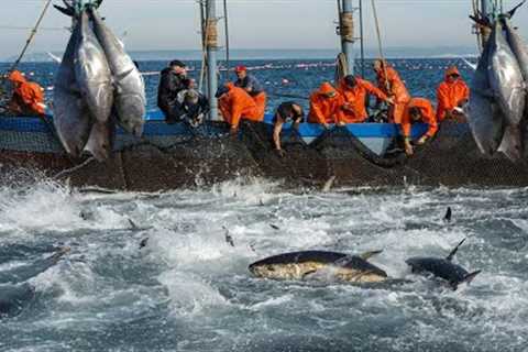 Havest Giant Bluefin tuna, Tuna Fishing Nets - Catch Hundred Tons Tuna Fish On Modern Boats