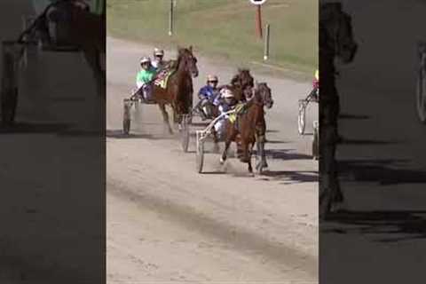 Harness Racing Blooper 22/01/2024