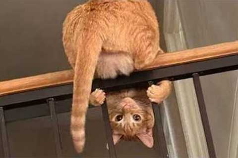 Cats Being Weird Again 🤣 The Funniest CATS Video 2026