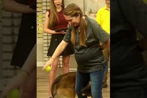 Belgian Malinois Obedience Demo &amp; Expert Training Tricks | Tip Top K9