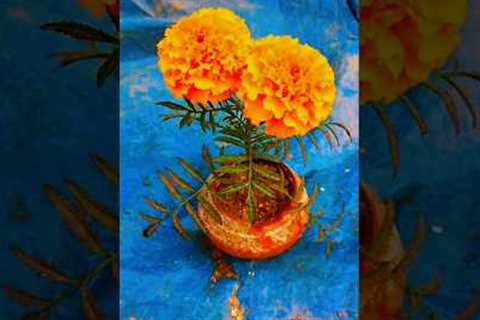 How to marigold flower care 🪴#gardening #plants #shorts
