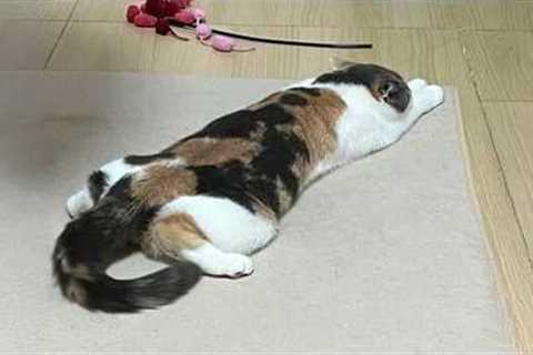 The Funniest CATS of 2026 So Far 😂 NEW Funny Cat Videos 2026