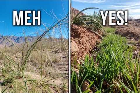I Found the Missing Link to My Desert Forest