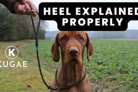 Heel Training Explained: Why Your Dog Struggles to Walk to Heel