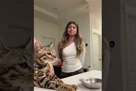 I’ll get it right next time jasper 🥲 #cat #grwm #funny #cats #4urpage #fypシ
