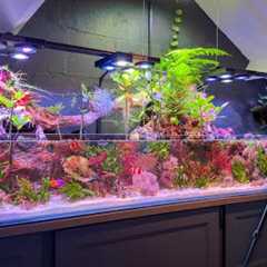 What Happened to My Saltwater Aquarium? (Big Changes Coming)