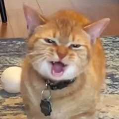 You Laugh, You Lose! 🤣 Funny Cat Videos 2026 😹 Part 102