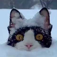 Funny Cats Against Snow! 🤣 The Funniest CATS Video 2026