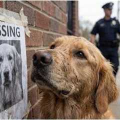 The Scent of Love: How a Golden Retriever Found the Way Home🐕🏠