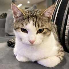 You Laugh, You Lose! 🤣 Funny Cat Videos 2026 😹 Part 105