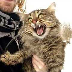 Funny Cats React to Crazy Weather 🤣 The Funniest CATS Video 2026