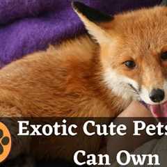 Top 10 Cute Exotic Pets you can Own