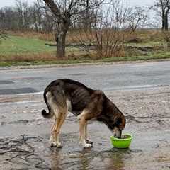 A Starving Dog Couldn’t Believe This Meal Was For Her