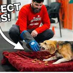 How To Stop ANY Dog's Resource Guarding Problem FAST