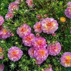 Beautiful Relaxing Music 2026 🌿 Stop Overthinking, Reduce Stress & Relax Deeply