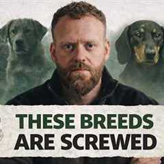 We ruined these dog breeds