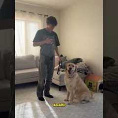 🫵How To Teach BOUNDARIES To Your Dog With Prong Collar ( BEST FOR PHYSICAL CONTROL OVER YOUR DOG)