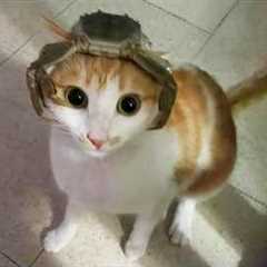 You Laugh, You Lose! 🤣 Funny Cat Videos 2026 😹 Part 110