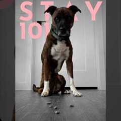 How to teach ANY dog to sit and stay. (FAST!)  #dogtraining #puppytraining