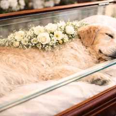 My Little Dog’s Final Moments Left Me in Tears |  top best dog training techniques!