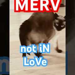 merv the talking cat might be in love. #funny #cat #meow #bagagwa
