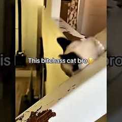 These Falling Cats Are Too Funny 🐱