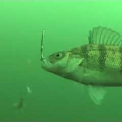 2 Minutes of Our Favorite Underwater Fish Strikes