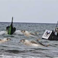 Giant Tuna Harvest at Sea — Fishing Boat Pulls Massive Catch!